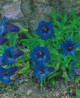 Picture of Gentiana - Acaulis